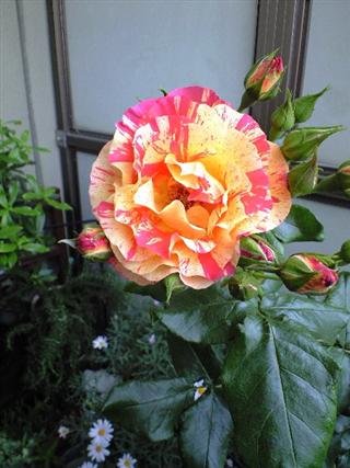 20110526103647.jpg
