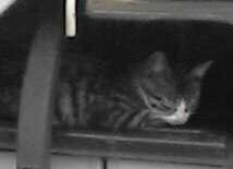 子猫6