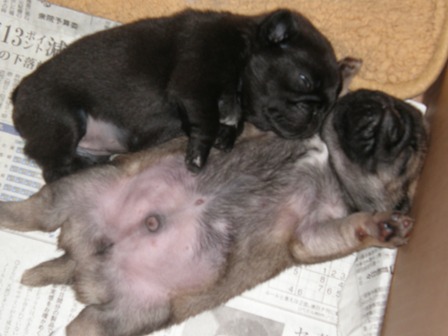 ダブルへそ天４