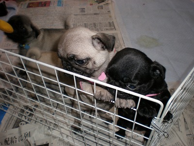 子パグちゃん１