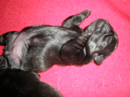 初めてのへそ天２