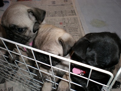 子パグちゃん２