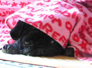 コピー (3) ～ P1010002.JPG