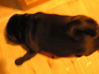 上から見たまろん。