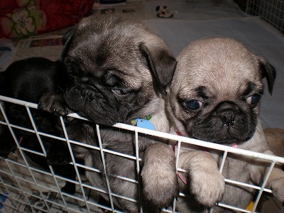 子パグちゃん３