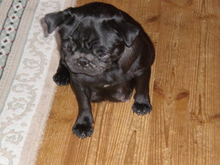 妊娠中のいちご