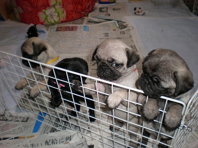 子パグちゃん４