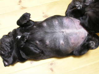 おなかが大きくて・・・