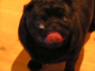 食後のまろちゃん