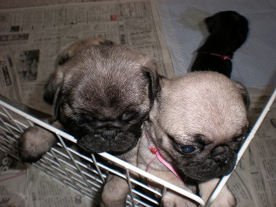 子パグちゃん５