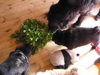 コピー (1) ～ P1010002.JPG