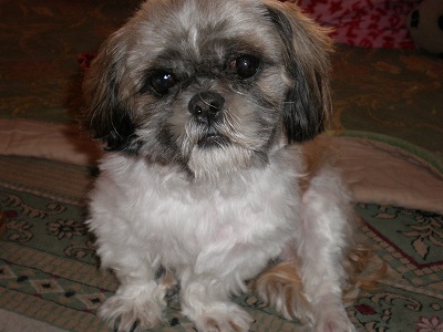 レモン・・・カット後