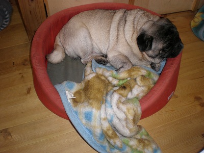 シフォンのカドラー2