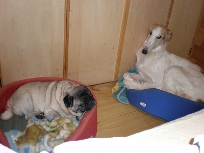 シフォンのカドラー3