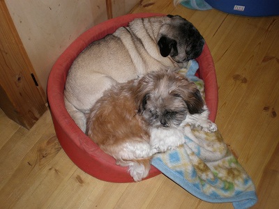 シフォンのカドラー4