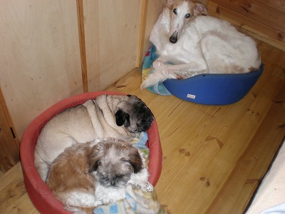 シフォンのカドラー5