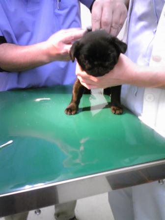 注射打たれたの・・・