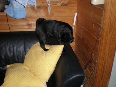 なに見ているの？３