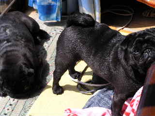 コピー (2) ～ P1010270.JPG