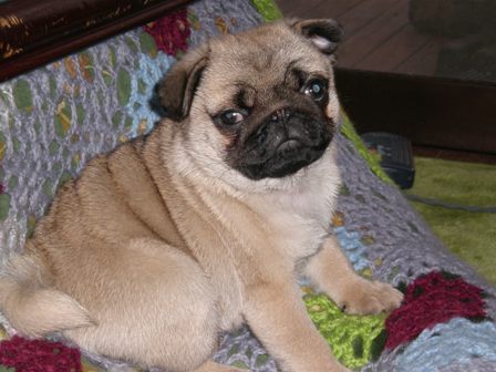 得意げなゆず。