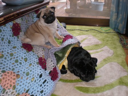 メロン・・・耐えてます。