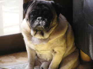 ライム、不満顔？