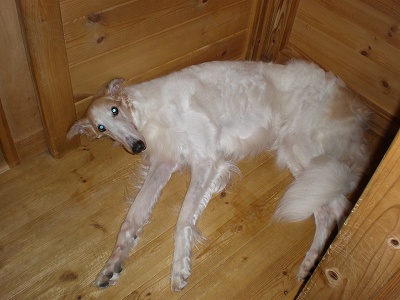 涼を求めて・・・