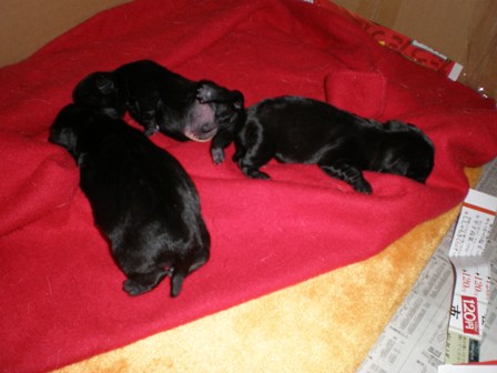 いちごの子パグ２