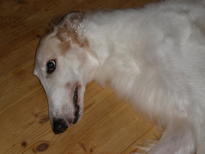 完全ダウン・・・