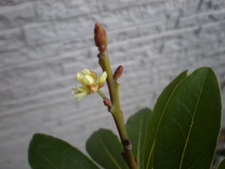 月桂樹の花