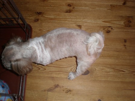 レモンのしっぽ