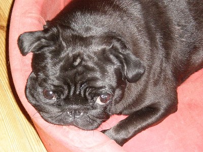 カメレオン・・・くるみ