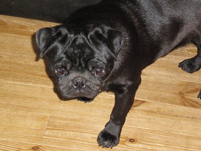 ボラ・・・いちご