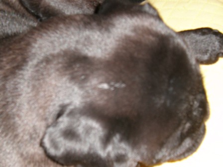 みかんのメッシュ