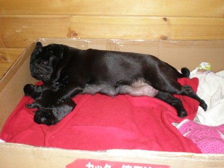 いちごの子育て２