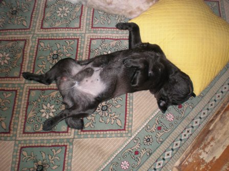 豪快なみかん君