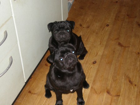 いちごとメロン４