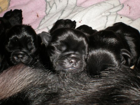 いちごの子パグ３