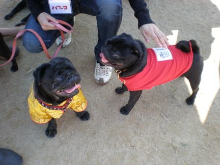 雷蔵君と・・・