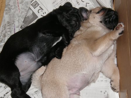 寝ています！２