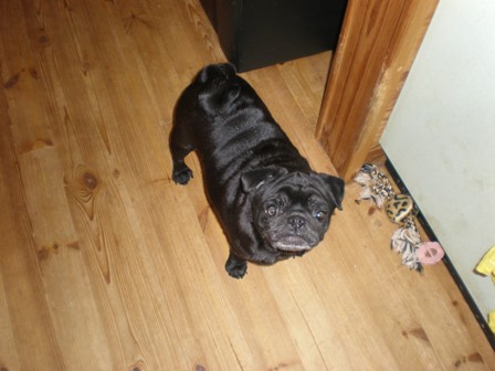 ご飯まだ？まろん編