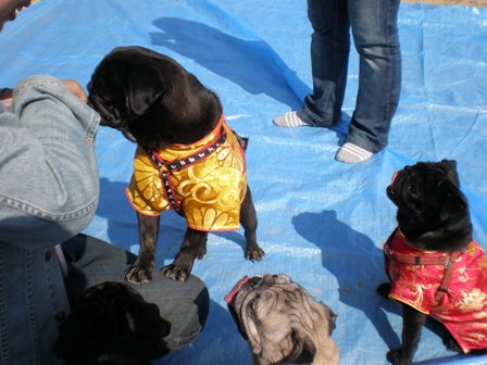 おいもが欲しい