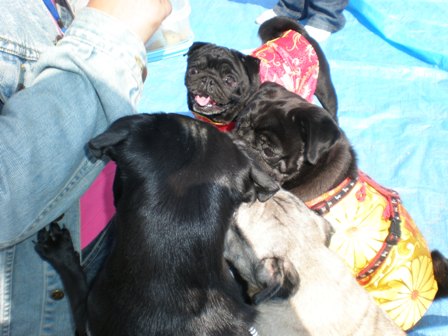 おいもが欲しい２