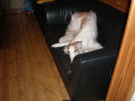 ご飯まだ？シフォン編