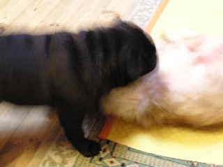 まろんとレモン