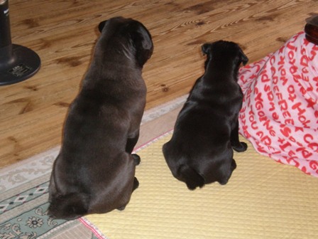 みかんとメロン