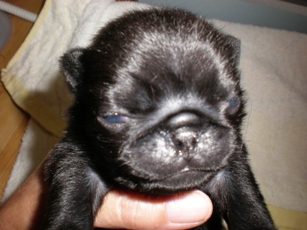 くるみの子パグ２