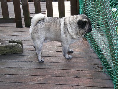 置物・・・ライム