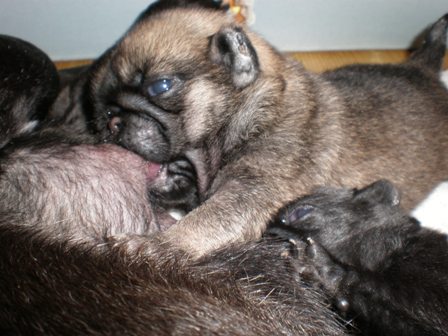 くるみの子パグ３