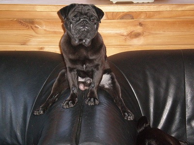 置物・・・・みかん２